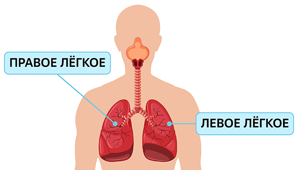 Лёгкие