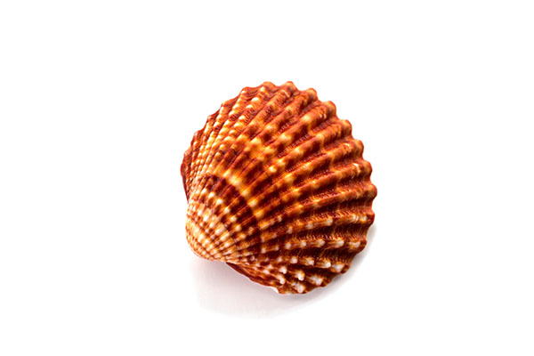 Моллюски